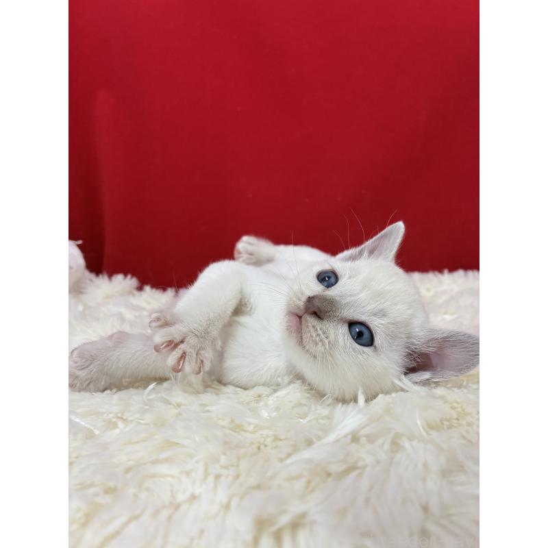 販売中の埼玉県のトンキニーズ-138751の4枚目