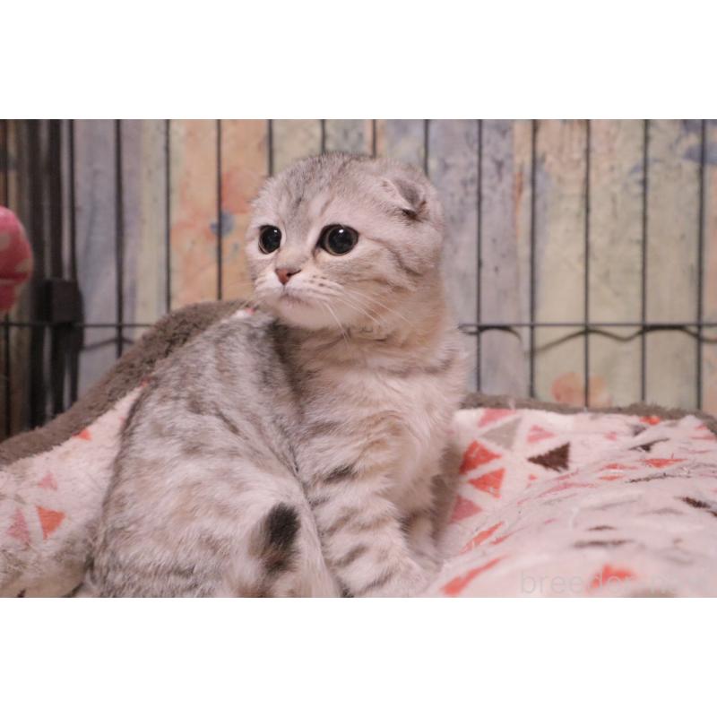 販売中の岐阜県のスコティッシュフォールド-138753の6枚目