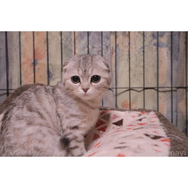 販売中の岐阜県のスコティッシュフォールド-138753の4枚目