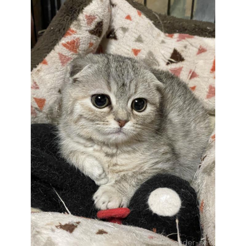 販売中の岐阜県のスコティッシュフォールド-138753の3枚目