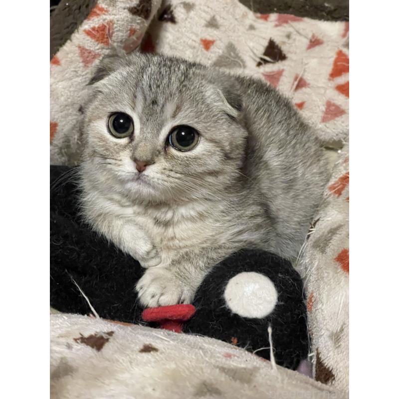 販売中の岐阜県のスコティッシュフォールド-138753の2枚目