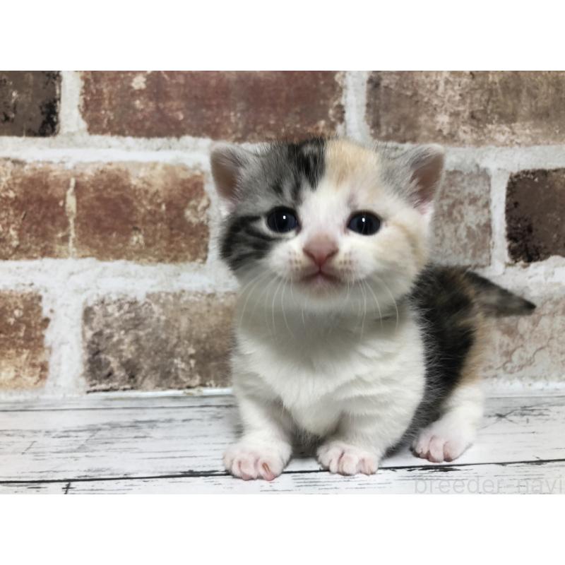 販売中の千葉県のマンチカン(短足)-137975