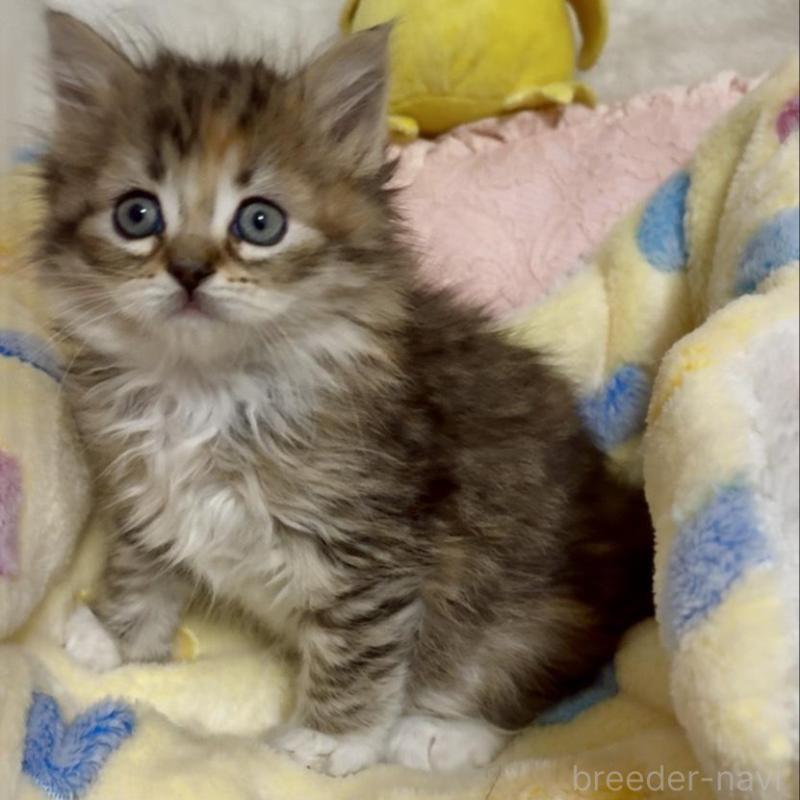 販売中の大阪府のラガマフィン-136660の7枚目