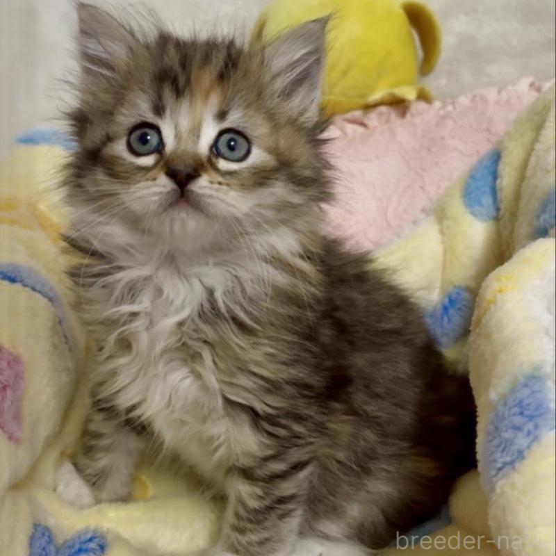 販売中の大阪府のラガマフィン-136660の6枚目