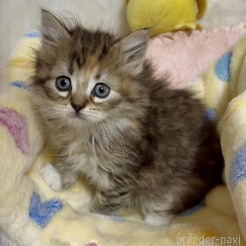 販売中の大阪府のラガマフィン-136660の5枚目