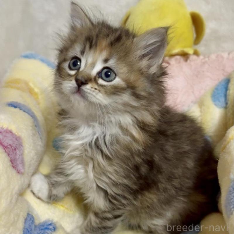 販売中の大阪府のラガマフィン-136660の4枚目