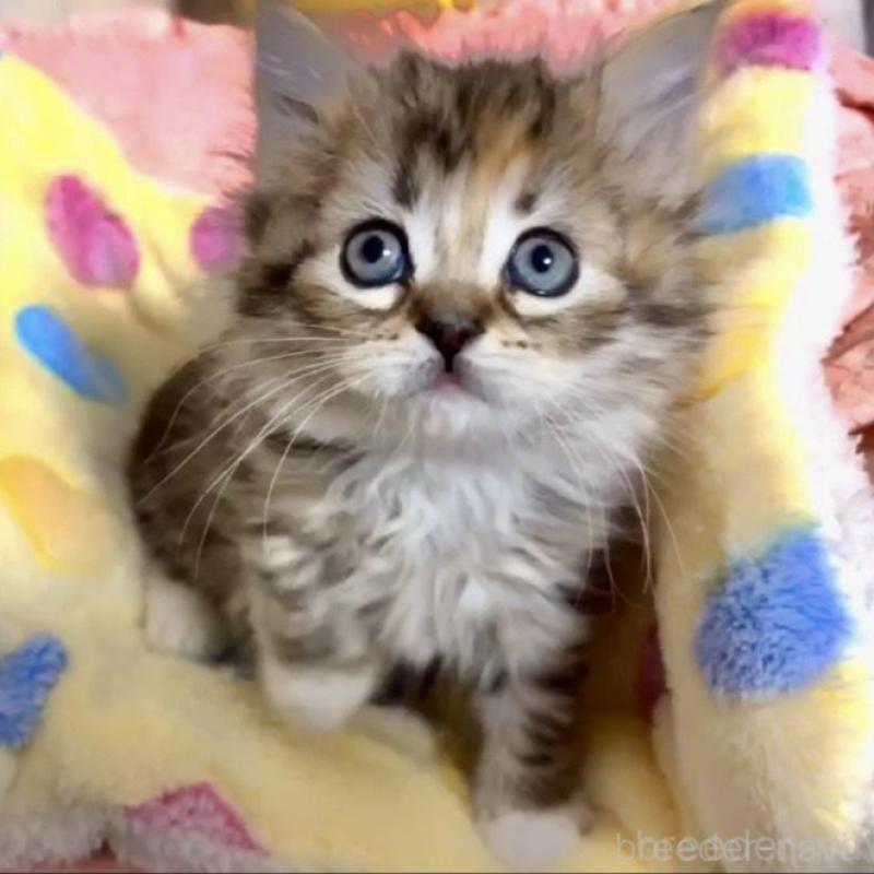 販売中の大阪府のラガマフィン-136660の3枚目