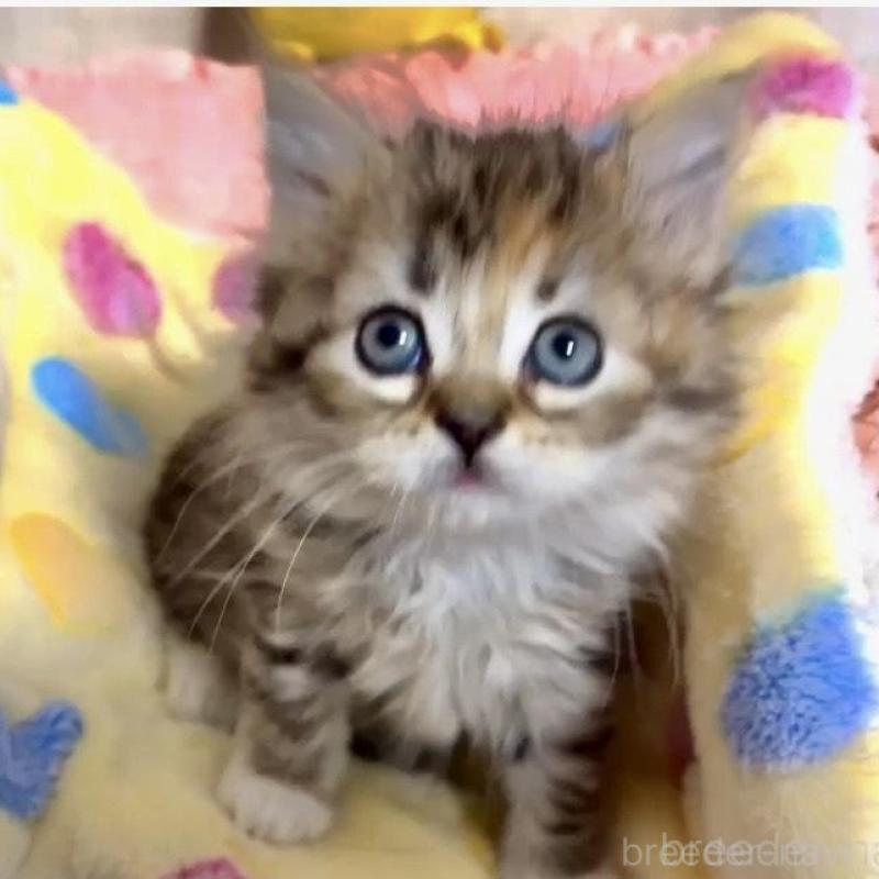 販売中の大阪府のラガマフィン-136660の2枚目