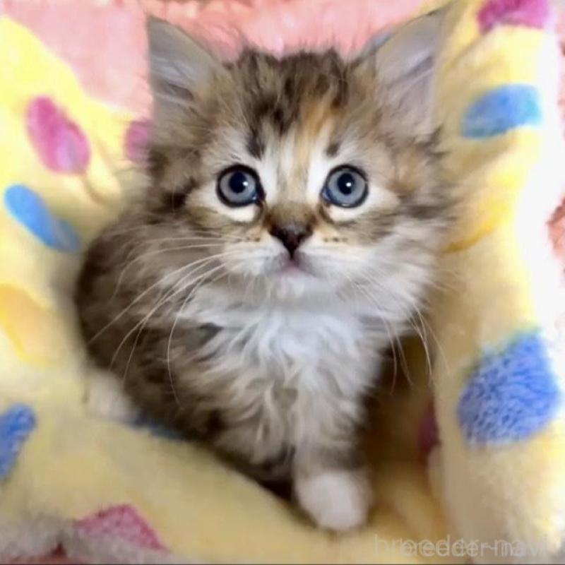 販売中の大阪府のラガマフィン-136660