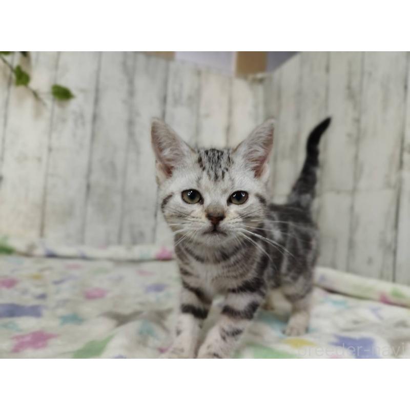 販売中の三重県のアメリカンショートヘア-138682の5枚目