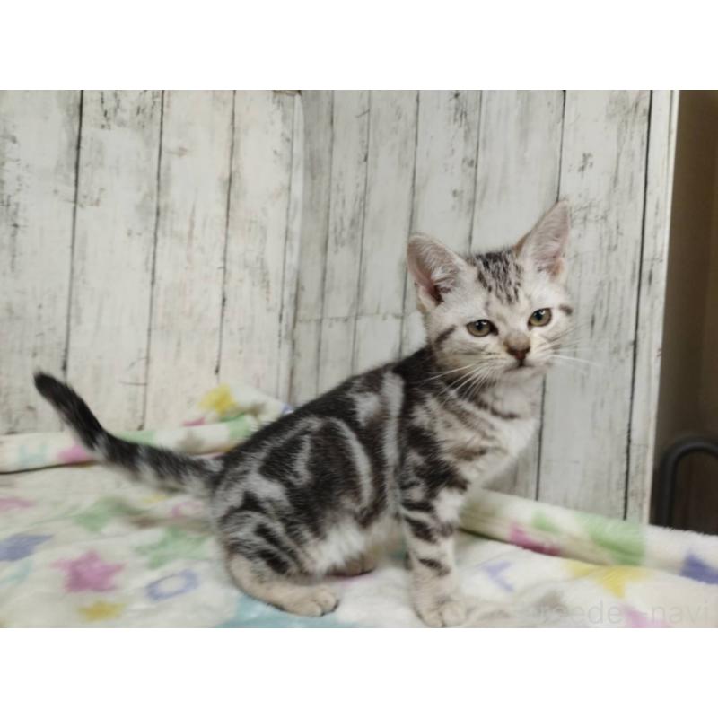 販売中の三重県のアメリカンショートヘア-138682の4枚目