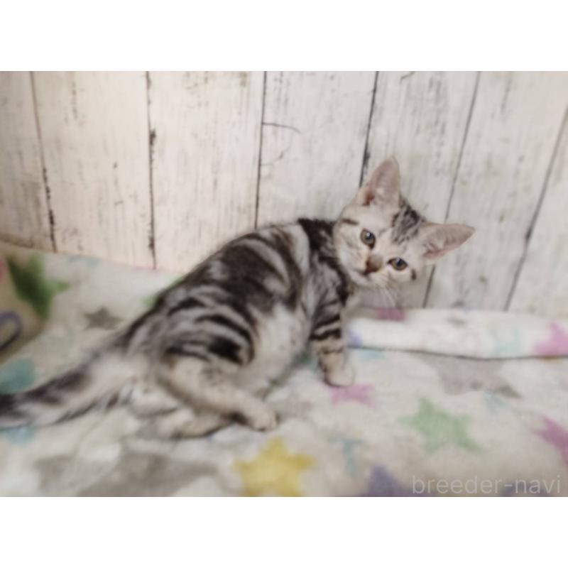 販売中の三重県のアメリカンショートヘア-138682の3枚目