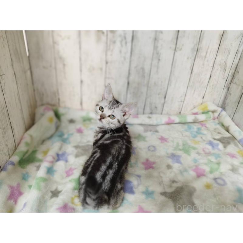 販売中の三重県のアメリカンショートヘア-138682の2枚目