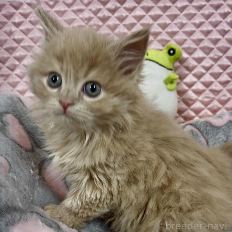 商談中の大阪府のスコティッシュフォールド(折れ耳)-135802の10枚目