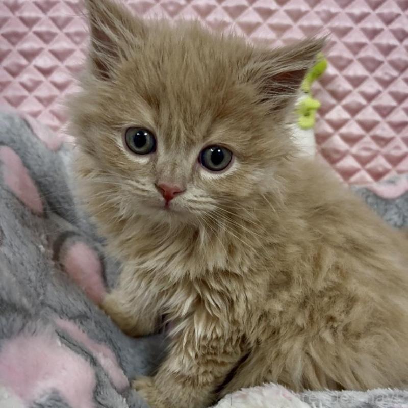 商談中の大阪府のスコティッシュフォールド(折れ耳)-135802の9枚目