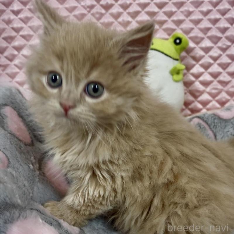 商談中の大阪府のスコティッシュフォールド(折れ耳)-135802の8枚目