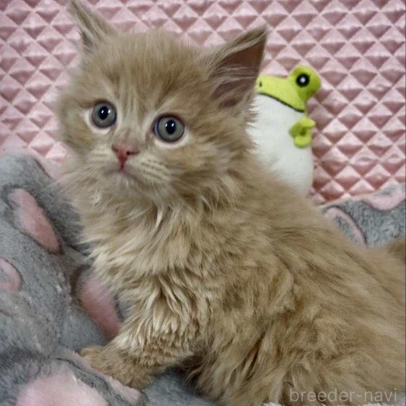 商談中の大阪府のスコティッシュフォールド(折れ耳)-135802の7枚目