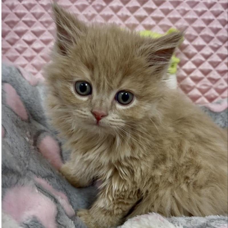 商談中の大阪府のスコティッシュフォールド(折れ耳)-135802の6枚目