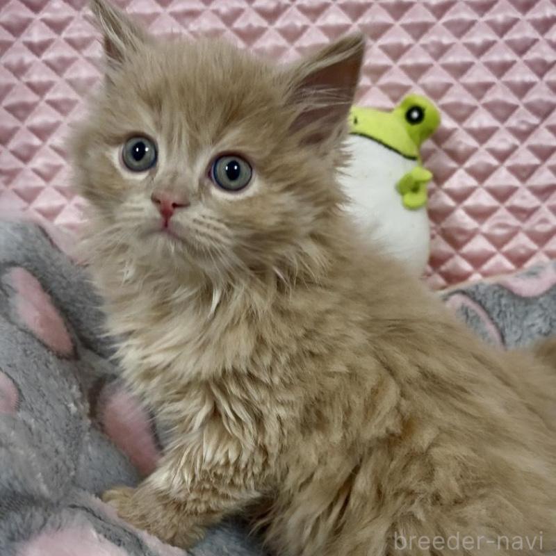 商談中の大阪府のスコティッシュフォールド(折れ耳)-135802の1枚目