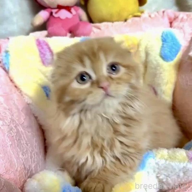 販売中の大阪府のスコティッシュフォールド(折れ耳)-135799の3枚目