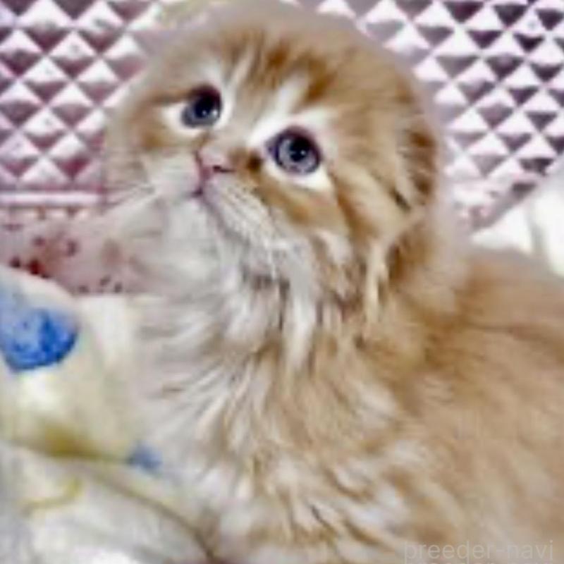 販売中の大阪府のスコティッシュフォールド(折れ耳)-135799の2枚目