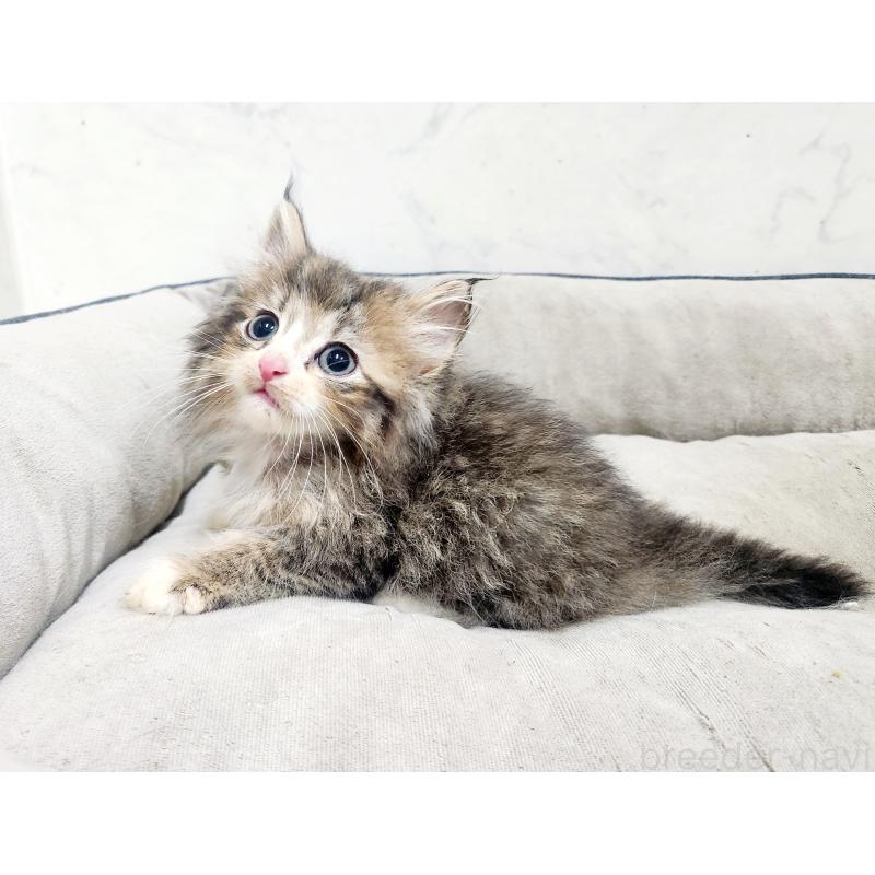 販売中の北海道のノルウェージャンフォレストキャット-138754の6枚目