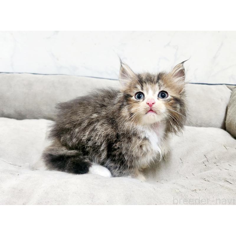 販売中の北海道のノルウェージャンフォレストキャット-138754の5枚目