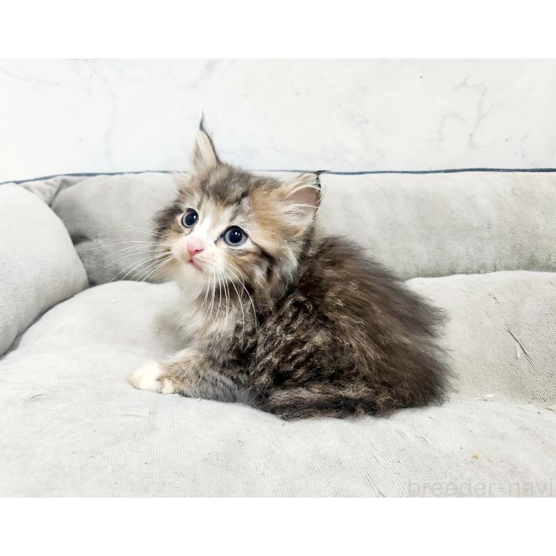 販売中の北海道のノルウェージャンフォレストキャット-138754の4枚目