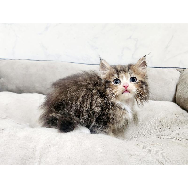 販売中の北海道のノルウェージャンフォレストキャット-138754の3枚目