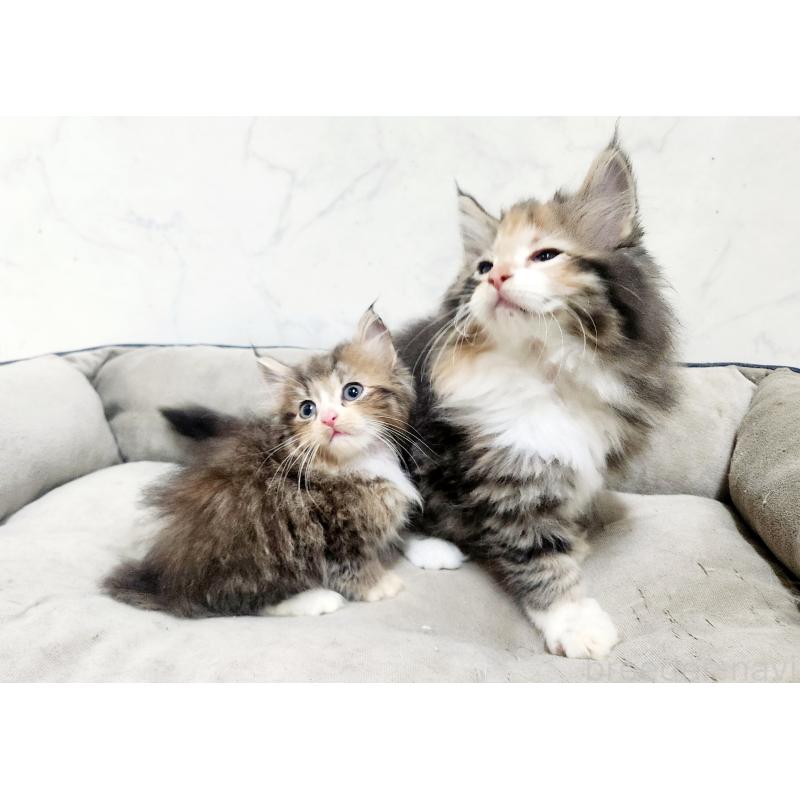 販売中の北海道のノルウェージャンフォレストキャット-138754の2枚目