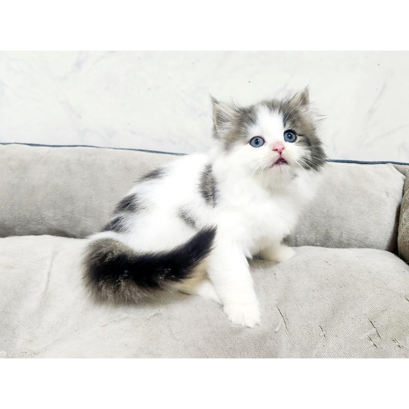 販売中の北海道のノルウェージャンフォレストキャット-138755の7枚目