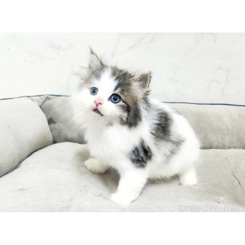 販売中の北海道のノルウェージャンフォレストキャット-138755の6枚目