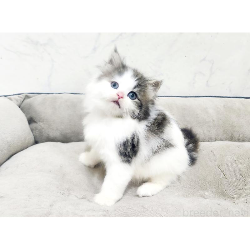 販売中の北海道のノルウェージャンフォレストキャット-138755の5枚目