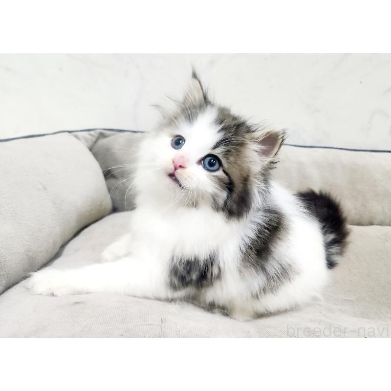 販売中の北海道のノルウェージャンフォレストキャット-138755の4枚目