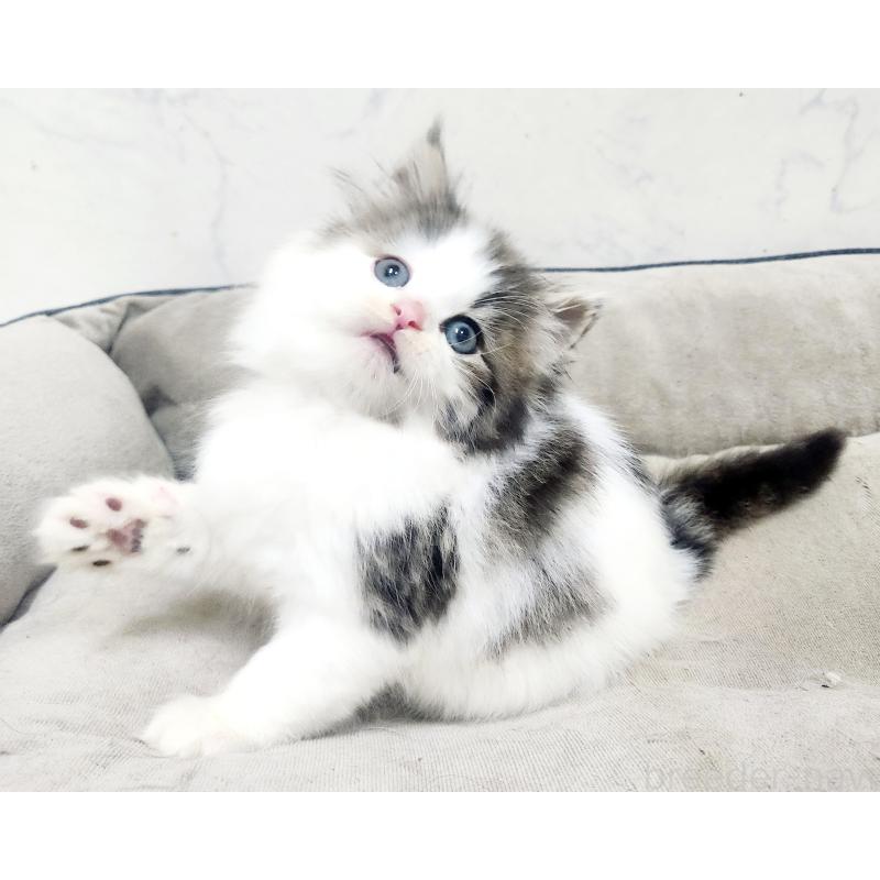 販売中の北海道のノルウェージャンフォレストキャット-138755の3枚目