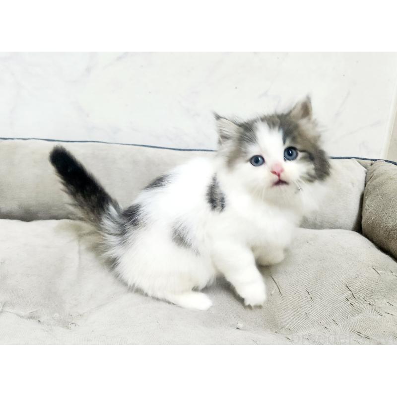 販売中の北海道のノルウェージャンフォレストキャット-138755の2枚目