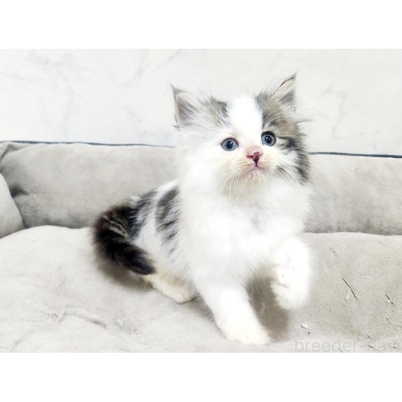 販売中の北海道のノルウェージャンフォレストキャット-138756の8枚目