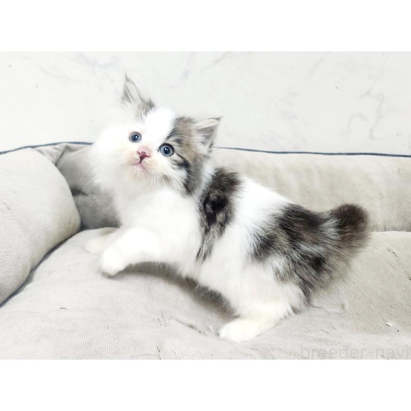 販売中の北海道のノルウェージャンフォレストキャット-138756の7枚目