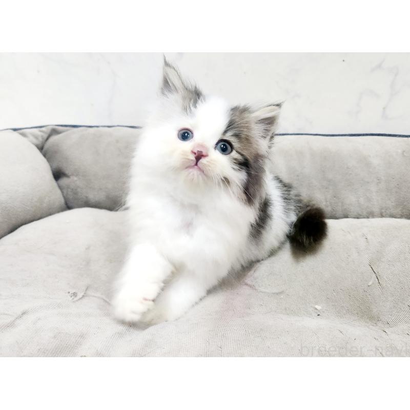 販売中の北海道のノルウェージャンフォレストキャット-138756の6枚目