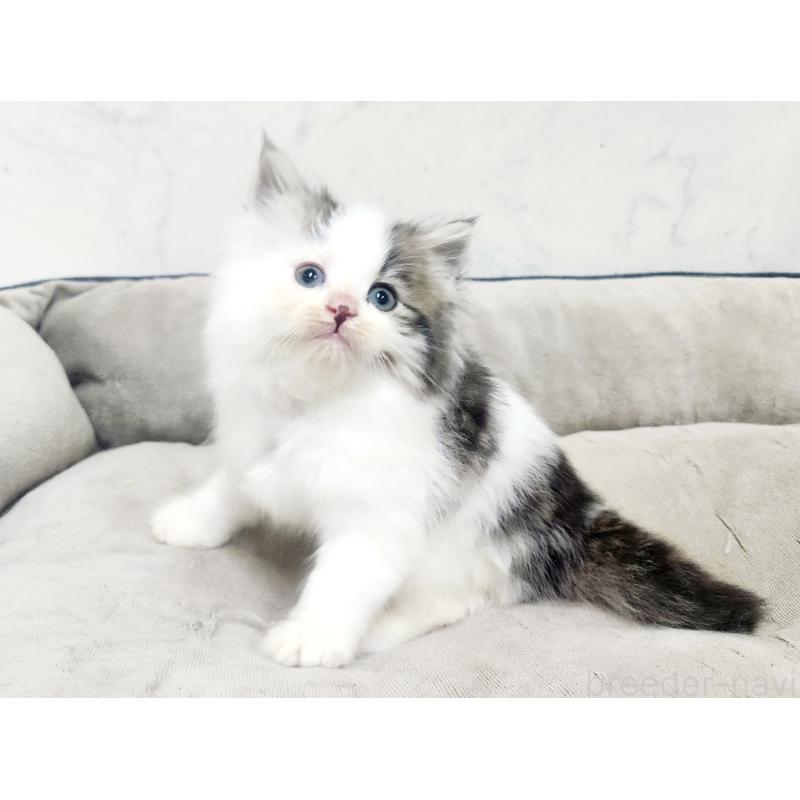 販売中の北海道のノルウェージャンフォレストキャット-138756の5枚目