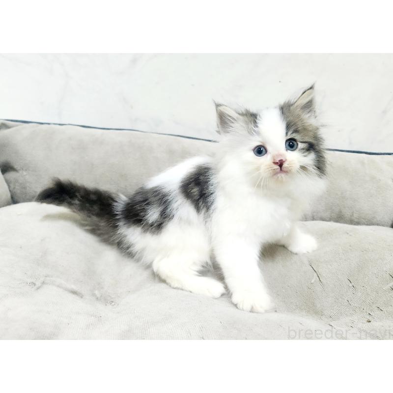 販売中の北海道のノルウェージャンフォレストキャット-138756の4枚目