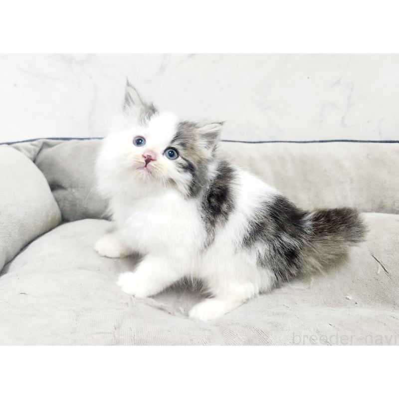 販売中の北海道のノルウェージャンフォレストキャット-138756の3枚目