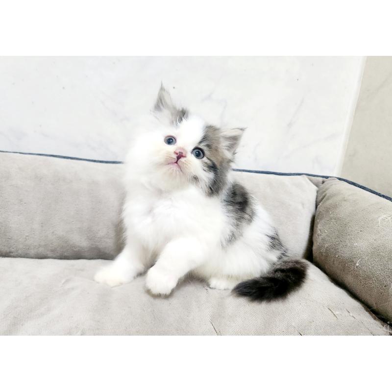 販売中の北海道のノルウェージャンフォレストキャット-138756の2枚目