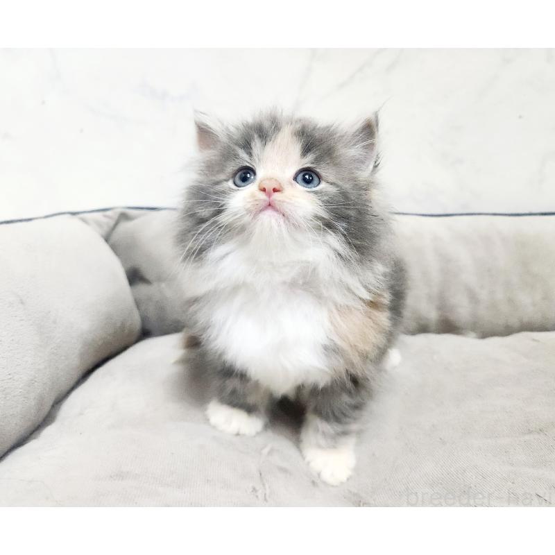 販売中の北海道のノルウェージャンフォレストキャット-138757の9枚目