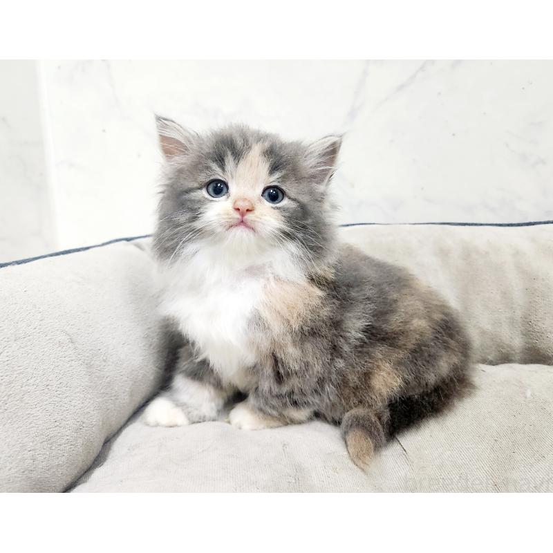 販売中の北海道のノルウェージャンフォレストキャット-138757の8枚目