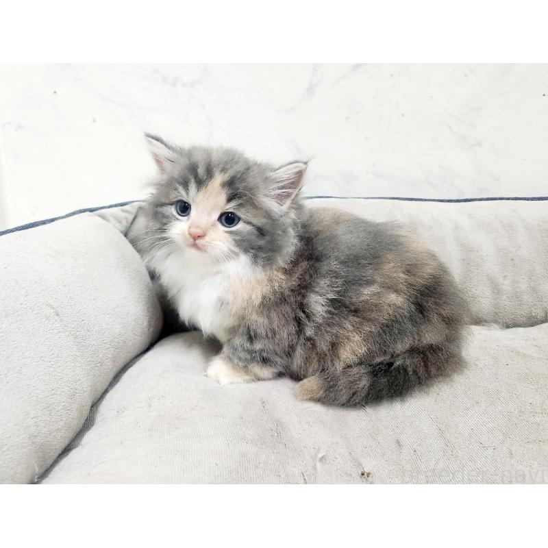 販売中の北海道のノルウェージャンフォレストキャット-138757の7枚目