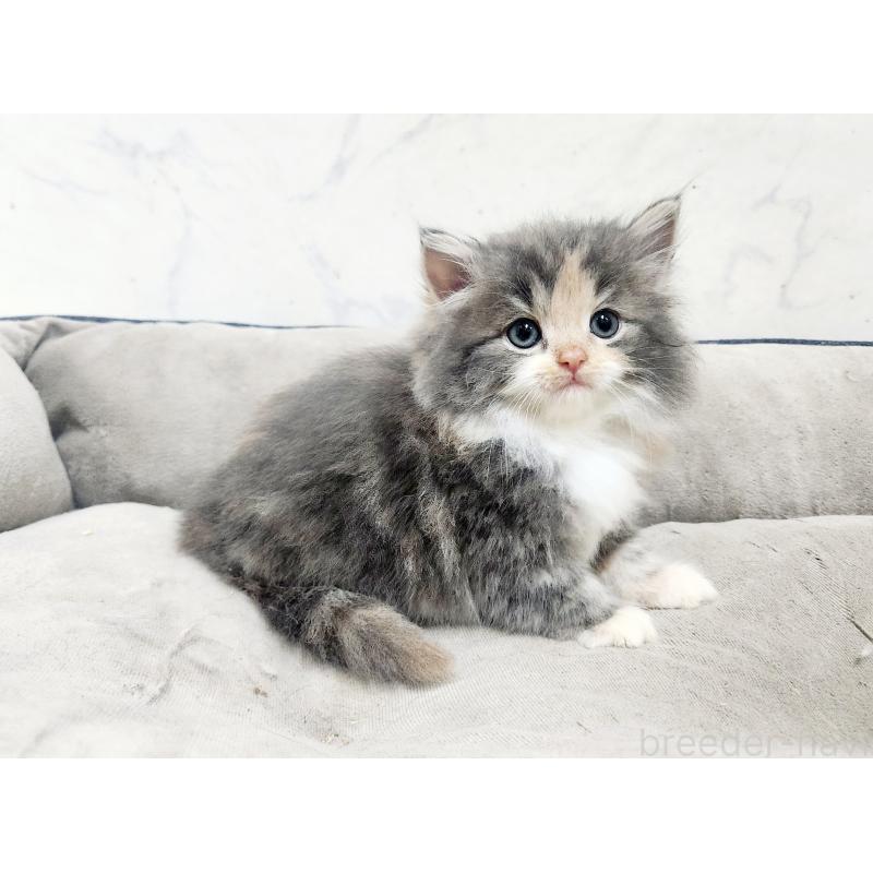 販売中の北海道のノルウェージャンフォレストキャット-138757の6枚目