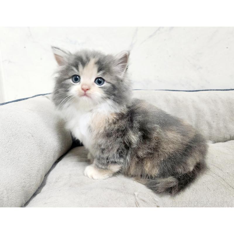 販売中の北海道のノルウェージャンフォレストキャット-138757の5枚目