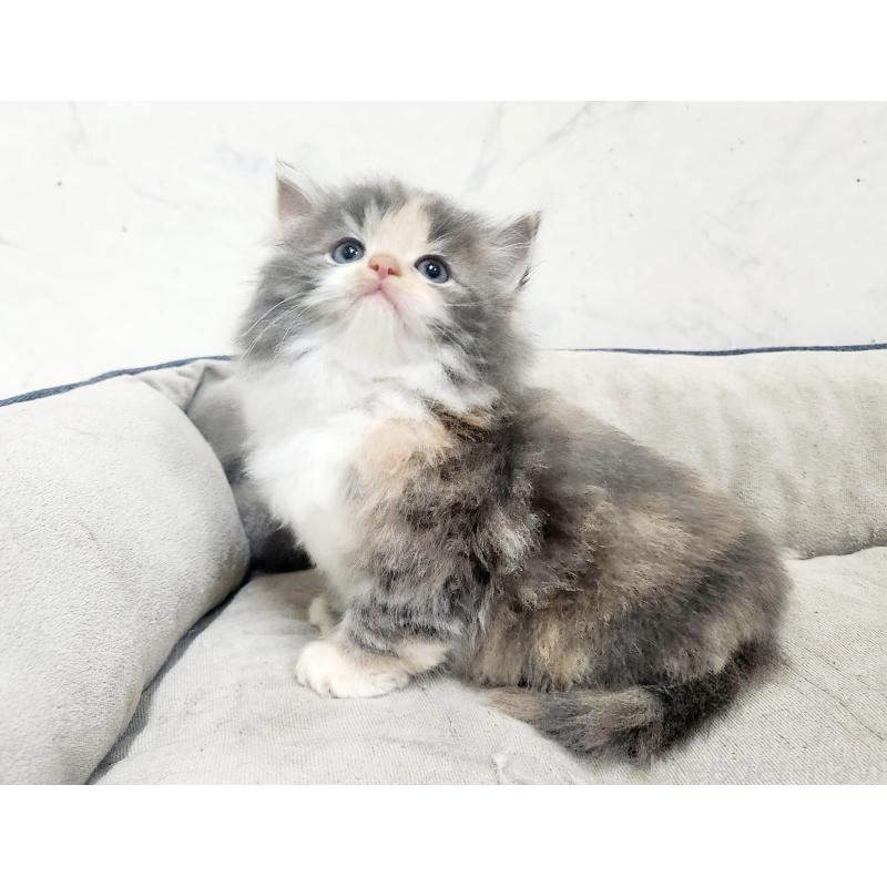 販売中の北海道のノルウェージャンフォレストキャット-138757の4枚目