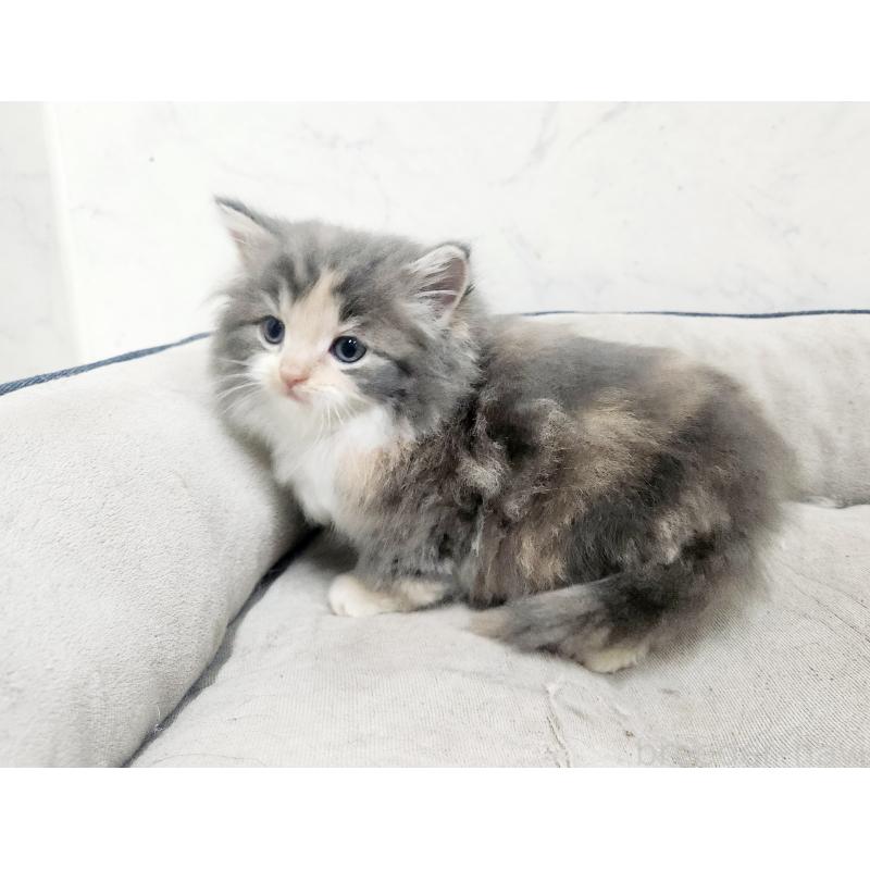 販売中の北海道のノルウェージャンフォレストキャット-138757の3枚目